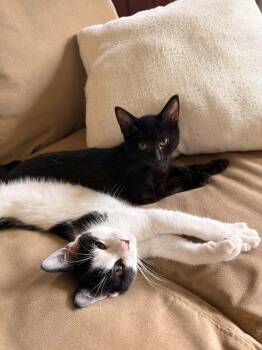Ace and Luffy -  Domestic Short Hair Cat for Adoption in Belchertown, Massachusetts - Ace And Luffy | PetCurious