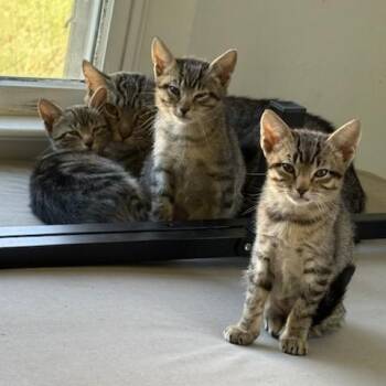 Domestic Short Hair Cats Available for Adoption - Papaya | PetCurious