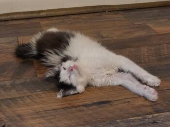Glitter -  Domestic Medium Hair Cat for Adoption in Maggie Valley, North Carolina - Glitter | PetCurious