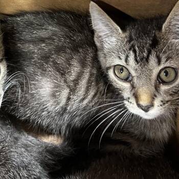 April -  Domestic Short Hair Cat for Adoption in Tampa, Florida - April | PetCurious