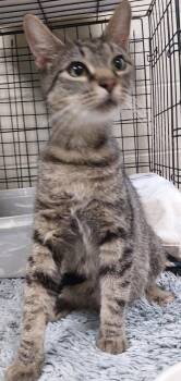 Estelle -  Domestic Short Hair Cat for Adoption in Saint Clairsville, Ohio - Estelle | PetCurious