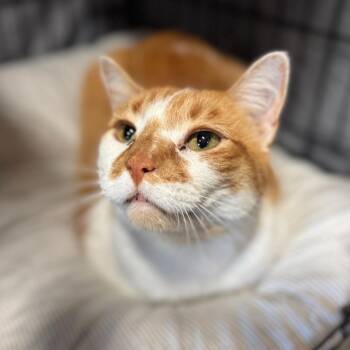 Rescue Domestic Short Hair Cats for Adoption in Mokena, Illinois - Mister | PetCurious