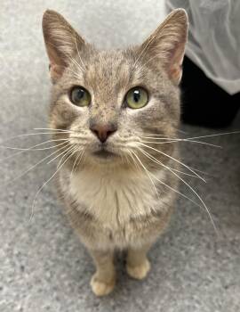 Tabby Cats Available for Adoption - Chase | PetCurious