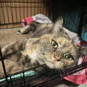 Domestic Short Hair Cats Available for Adoption - Cleo | PetCurious