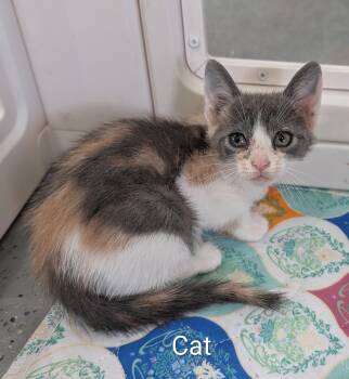 Cat -  Dilute Calico Cat for Adoption in Evansdale, Iowa - Cat | PetCurious
