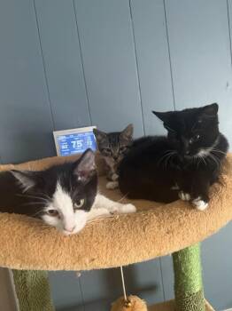 Marnie -  Domestic Short Hair Cat for Adoption in Alafaya, Florida - Marnie | PetCurious