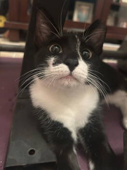 Rescue Domestic Short Hair Cats for Adoption in Tampa, Florida - Wren (Miss Pants) | PetCurious