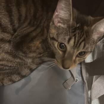 Domestic Short Hair Cats Available for Adoption in Philadelphia, Pennsylvania - Toffee | PetCurious