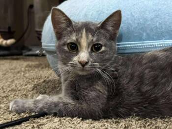 Rescue Dilute Tortoiseshell Cats for Adoption in Sioux Falls, South Dakota - Zayla | PetCurious