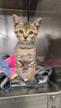 MICHAEL -  Domestic Short Hair Cat for Adoption in Rancho Cucamonga, California - MICHAEL | PetCurious