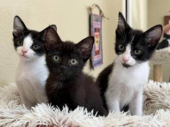 Domestic Short Hair Cats Available for Adoption in Mission Viejo, California - Clover | PetCurious