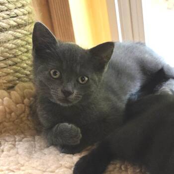 Hannah -  Domestic Short Hair Cat for Adoption in Santa Rosa, California - Hannah | PetCurious
