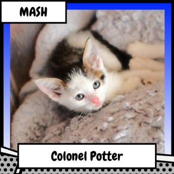 Sherman "Colonel" Potter -  Domestic Short Hair Cat for Adoption in Suisun City, California - Sherman "Colonel" Potter | PetCurious