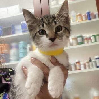 Perch -  Domestic Short Hair Cat for Adoption in Columbus, Georgia - Perch | PetCurious