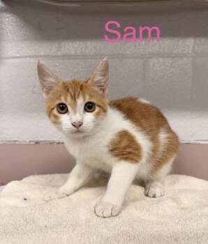 Sam -  Domestic Short Hair Cat for Adoption in Fort Worth, Texas - Sam | PetCurious