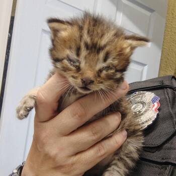 Domestic Short Hair Cats Available for Adoption in Springtown, Texas - CSAS-Stray-841 | PetCurious