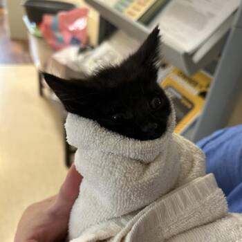 Stray - Durham Rescue Mission -  Domestic Short Hair Cat for Adoption in Roxboro, North Carolina - Stray - Durham Rescue Mission | PetCurious