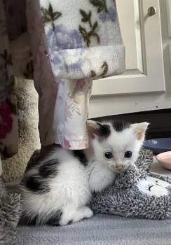 OLLIE -  Domestic Short Hair Cat for Adoption in Charlotte, North Carolina - OLLIE | PetCurious