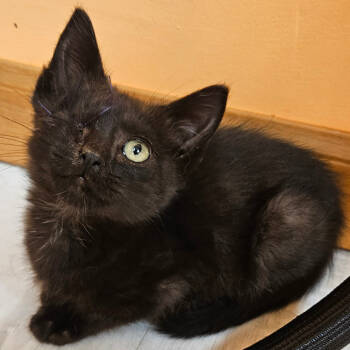 Rescue Domestic Short Hair Cats for Adoption in Kingman, Kansas - Tres | PetCurious