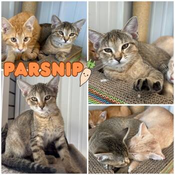Rescue Domestic Short Hair Cats for Adoption in Pierceton, Indiana - Parsnip - SR2 | PetCurious