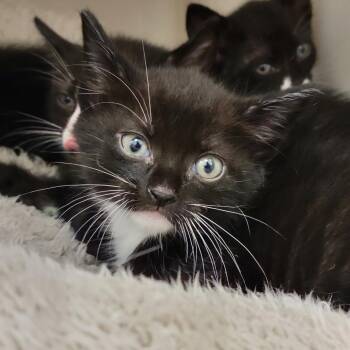 Domestic Short Hair Cats Available for Adoption in Sarasota, Florida - Crush | PetCurious