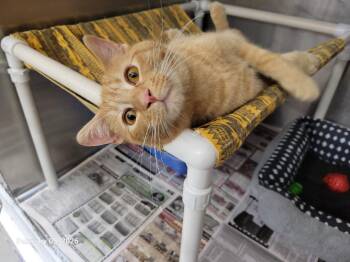 Domestic Short Hair Cats Available for Adoption - Crimson | PetCurious