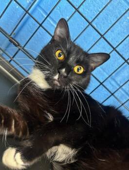 Sage -  Domestic Short Hair Cat Available for Adoption in Ellijay, Georgia - Sage | PetCurious