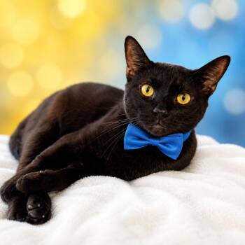 Ganon -  Domestic Short Hair Cat for Adoption in Binghamton, New York - Ganon | PetCurious