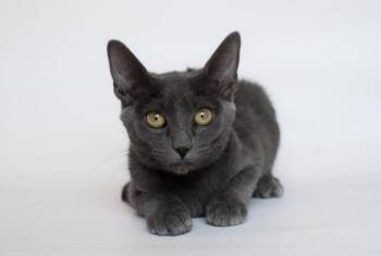 Connie -  Domestic Short Hair Cat for Adoption in Sedalia, Colorado - Connie | PetCurious