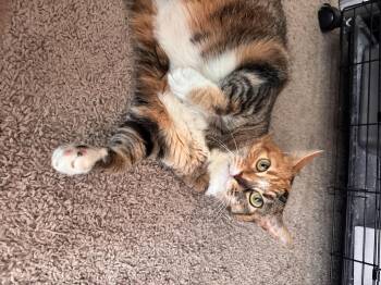 Raffia -  Calico Cat for Adoption in Houston, Texas - Raffia | PetCurious