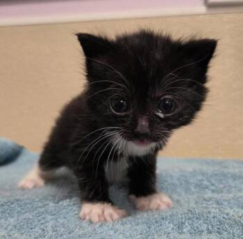 Celeste -  Domestic Short Hair Cat for Adoption in Vancouver, Washington - Celeste | PetCurious