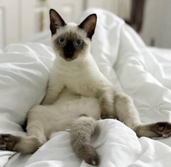 Coco -  Siamese Cat for Adoption in Fort Lauderdale, Florida - Coco | PetCurious