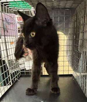 SULLY -  Domestic Medium Hair Cat for Adoption in Fort Myers, Florida - SULLY | PetCurious