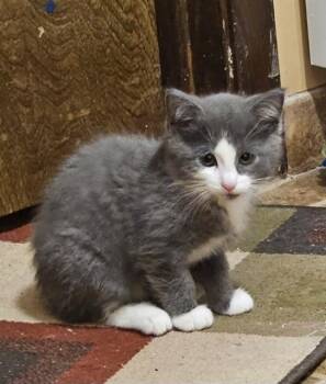 OLLIE -  Domestic Short Hair Cat for Adoption in Omaha, Nebraska - OLLIE | PetCurious