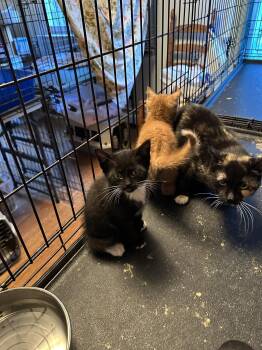 Pretzel -  Domestic Short Hair Cat for Adoption in Broomall, Pennsylvania - Pretzel | PetCurious