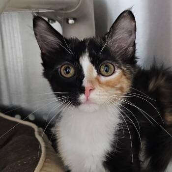 Domestic Medium Hair Cats Available for Adoption in Decherd, Tennessee - Charlotte Flair | PetCurious