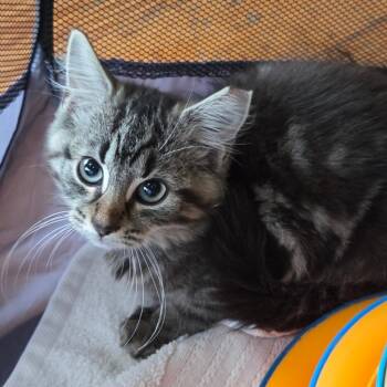 Bunsen - Fee Waived -  Domestic Long Hair Cat for Adoption in Brimfield, Massachusetts - Bunsen - Fee Waived | PetCurious