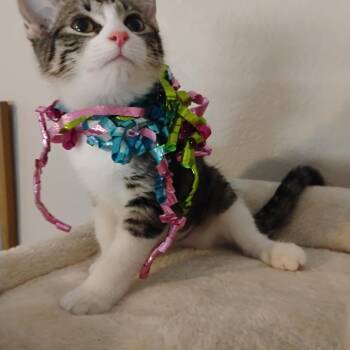 ragazza carina 100 3lbs -  Domestic Short Hair Cat for Adoption in Phoenix, Arizona - Ragazza Carina 100 3lbs | PetCurious