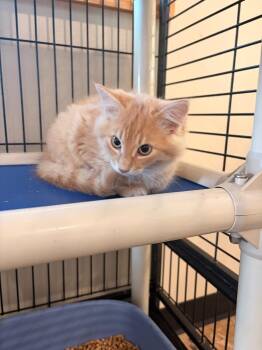 O1 Parsnip -  Domestic Medium Hair Cat for Adoption in Ashland, Wisconsin - O1 Parsnip | PetCurious