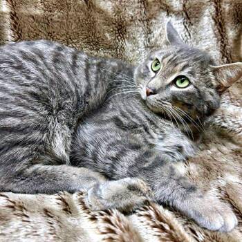 Domestic Short Hair Cats Available for Adoption - Tyrone C10555 | PetCurious