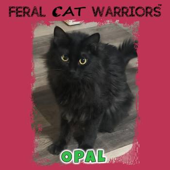 Bombay Cats Available for Adoption in Kingman, Arizona - Opal | PetCurious