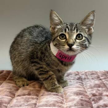 April -  Domestic Short Hair Cat for Adoption in San Antonio, Texas - April | PetCurious