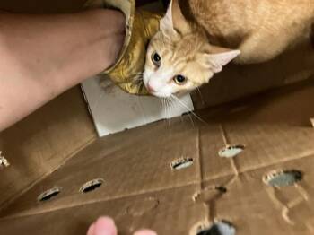 RONNIE -  American Shorthair Cat for Adoption in Dallas, Texas - RONNIE | PetCurious