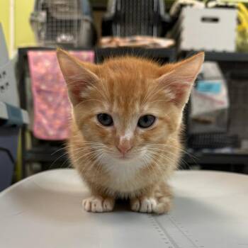 St. Stephen -  Domestic Short Hair Cat for Adoption in Lynchburg, Virginia - St. Stephen | PetCurious