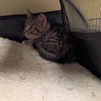Pixie -  Domestic Short Hair Cat for Adoption in Columbus, Georgia - Pixie | PetCurious
