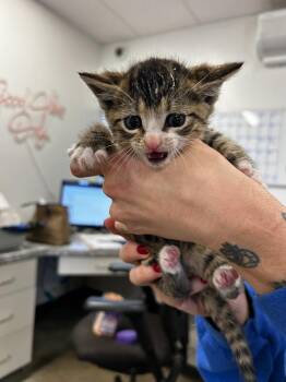 Nyx -  Domestic Short Hair Cat for Adoption in Thousand Oaks, California - Nyx | PetCurious