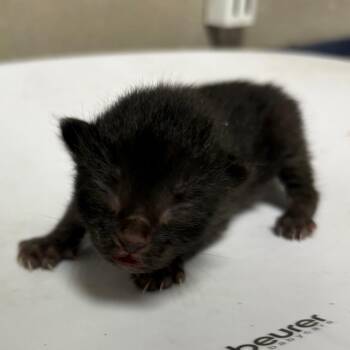 Prince -  Domestic Short Hair Cat for Adoption in Yuma, Arizona - Prince | PetCurious