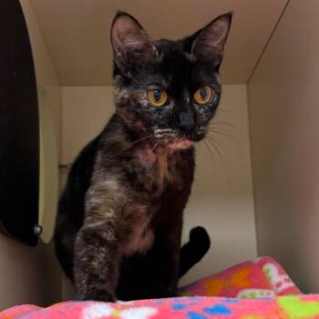 Domestic Short Hair Cats Available for Adoption in Naperville, Illinois - Queen | PetCurious