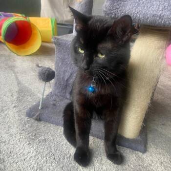 Domestic Short Hair Cats Available for Adoption in Redlands, California - JS 1 | PetCurious