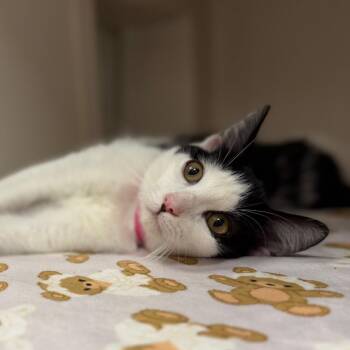 Jasmine -  Domestic Short Hair Cat for Adoption in Sarasota, Florida - Jasmine | PetCurious